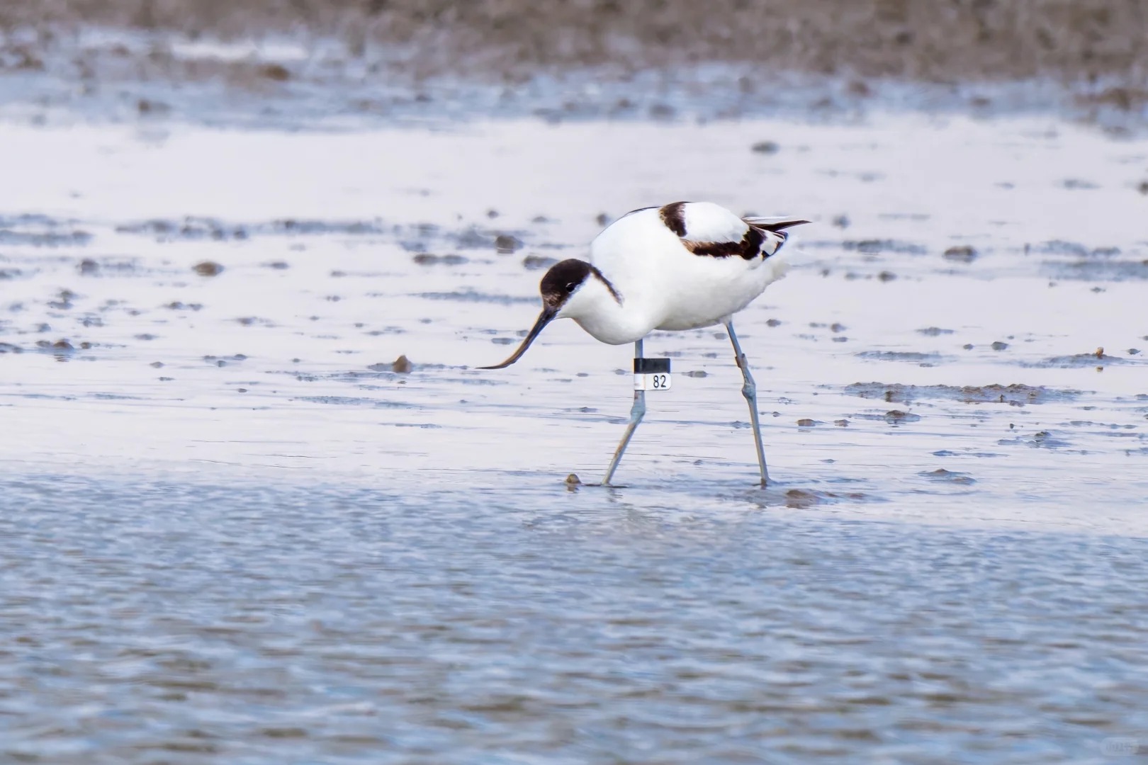 Pied avocet feeding in shallow mudflat water with a numbered leg band.