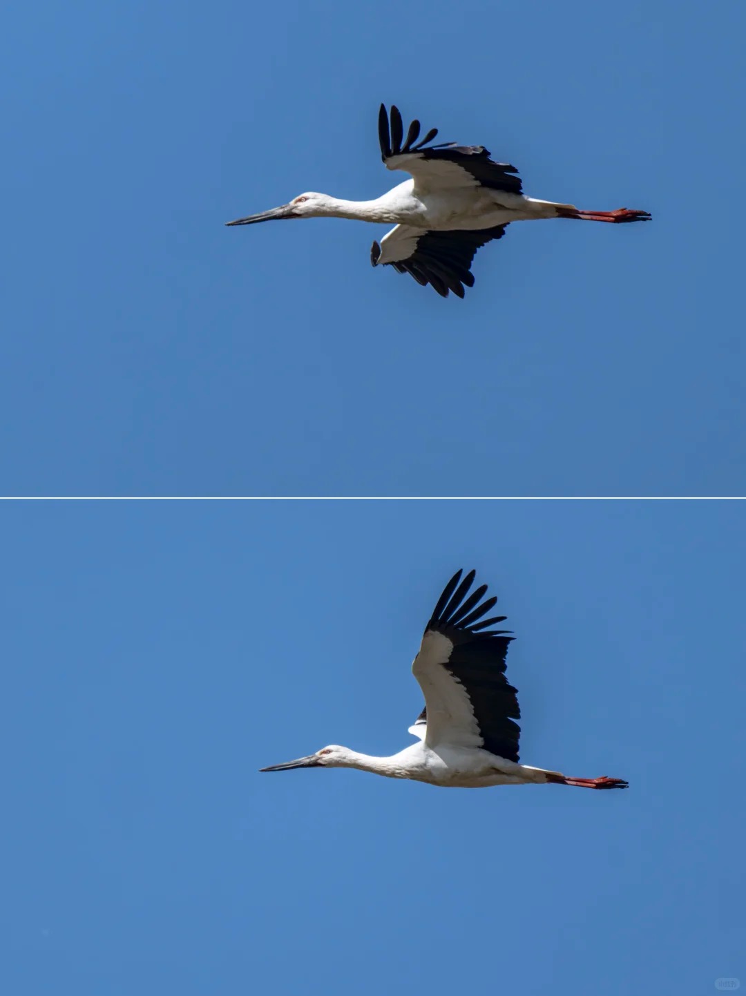 Oriental stork flying across a clear blue sky.