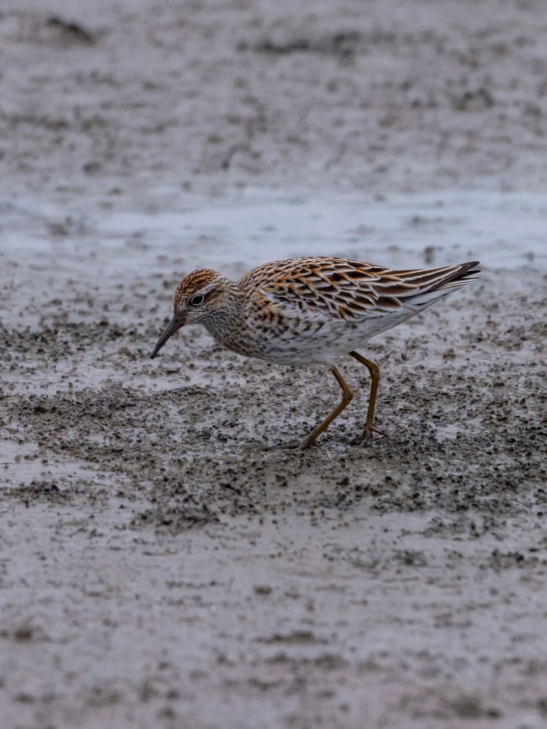 Sharp-tailed sandpiper feeding on exposed mudflat.