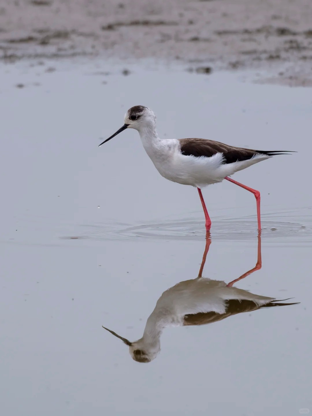 Black-winged stilt walking through shallow water with a reflection.