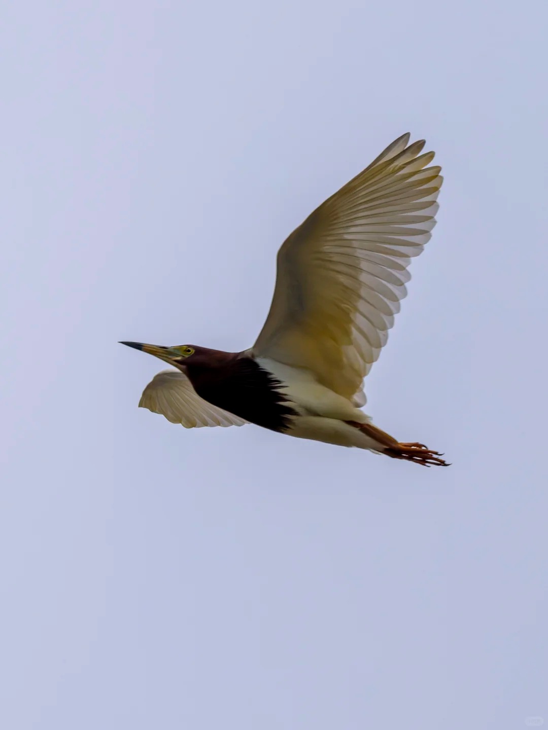 Chinese pond heron flying through pale sky.