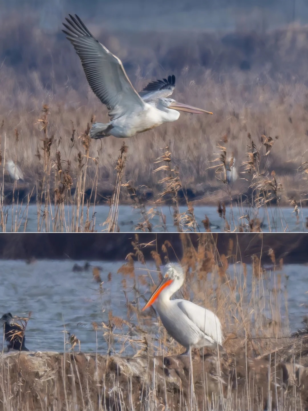 Dalmatian pelican in flight and standing near reed beds.