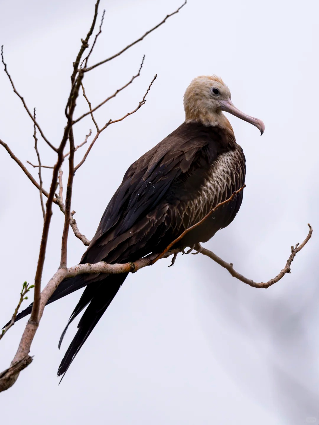 Juvenile frigatebird perched on bare branches.