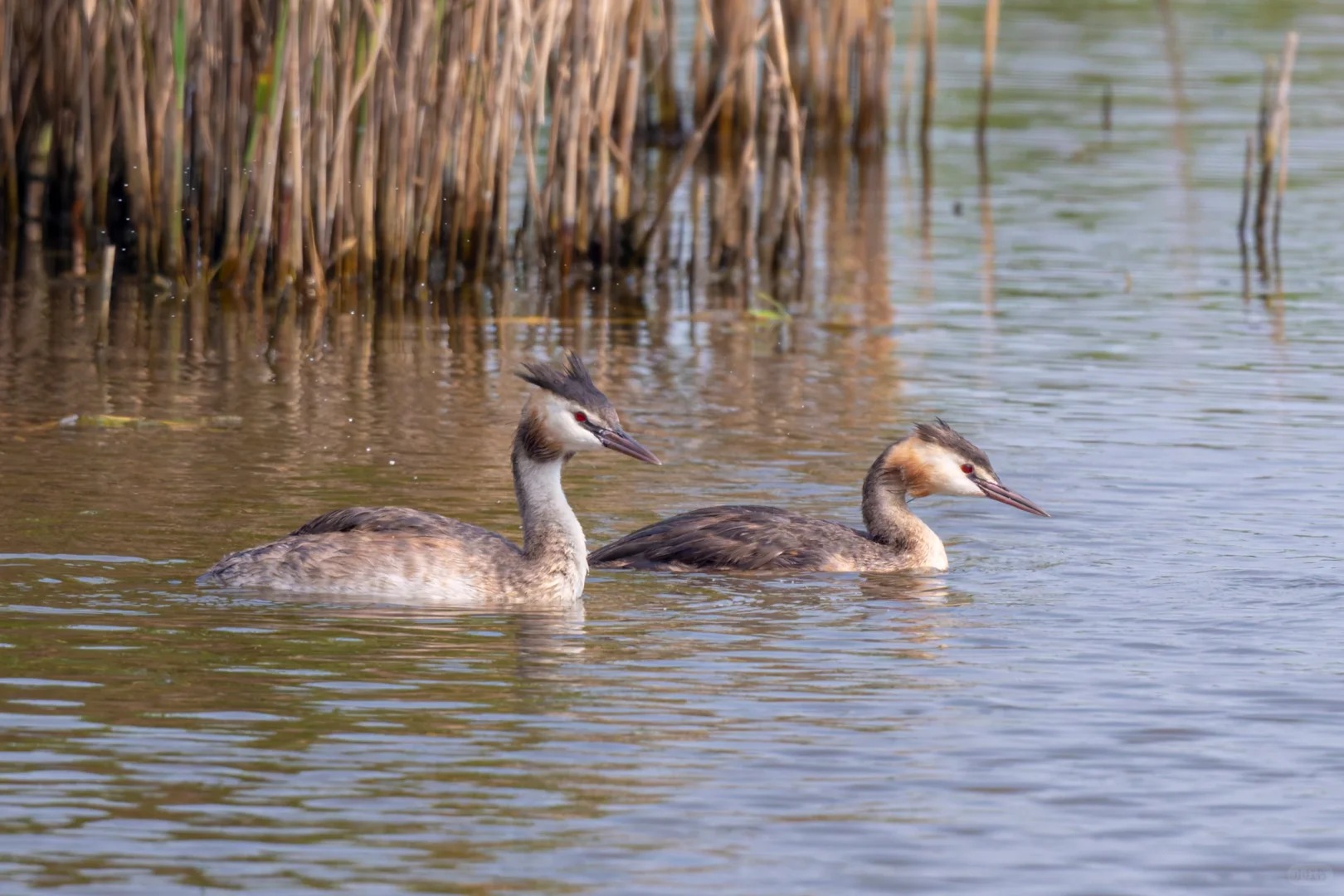 Great crested grebes swimming together near reeds.
