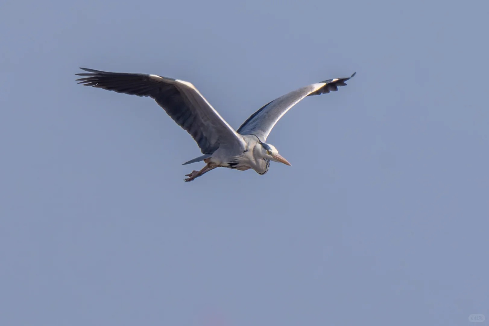Grey heron flying in open sky.