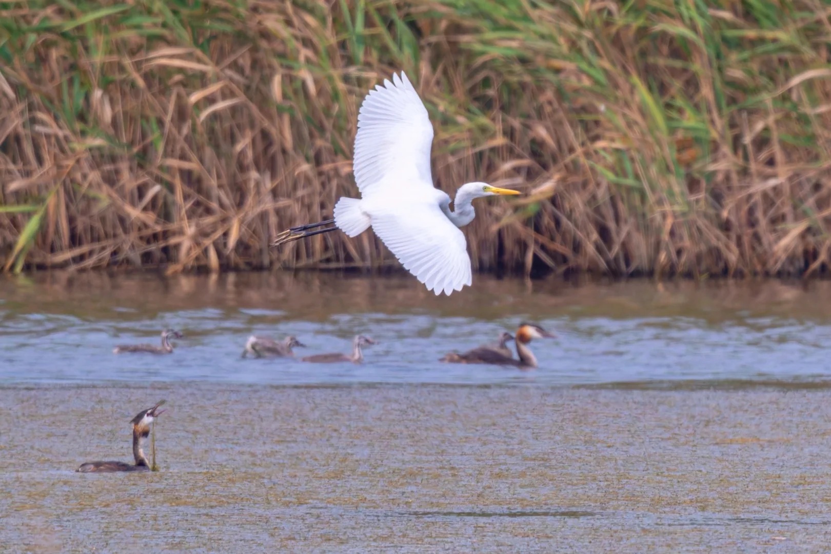 Intermediate egret flying above wetland water and reeds.