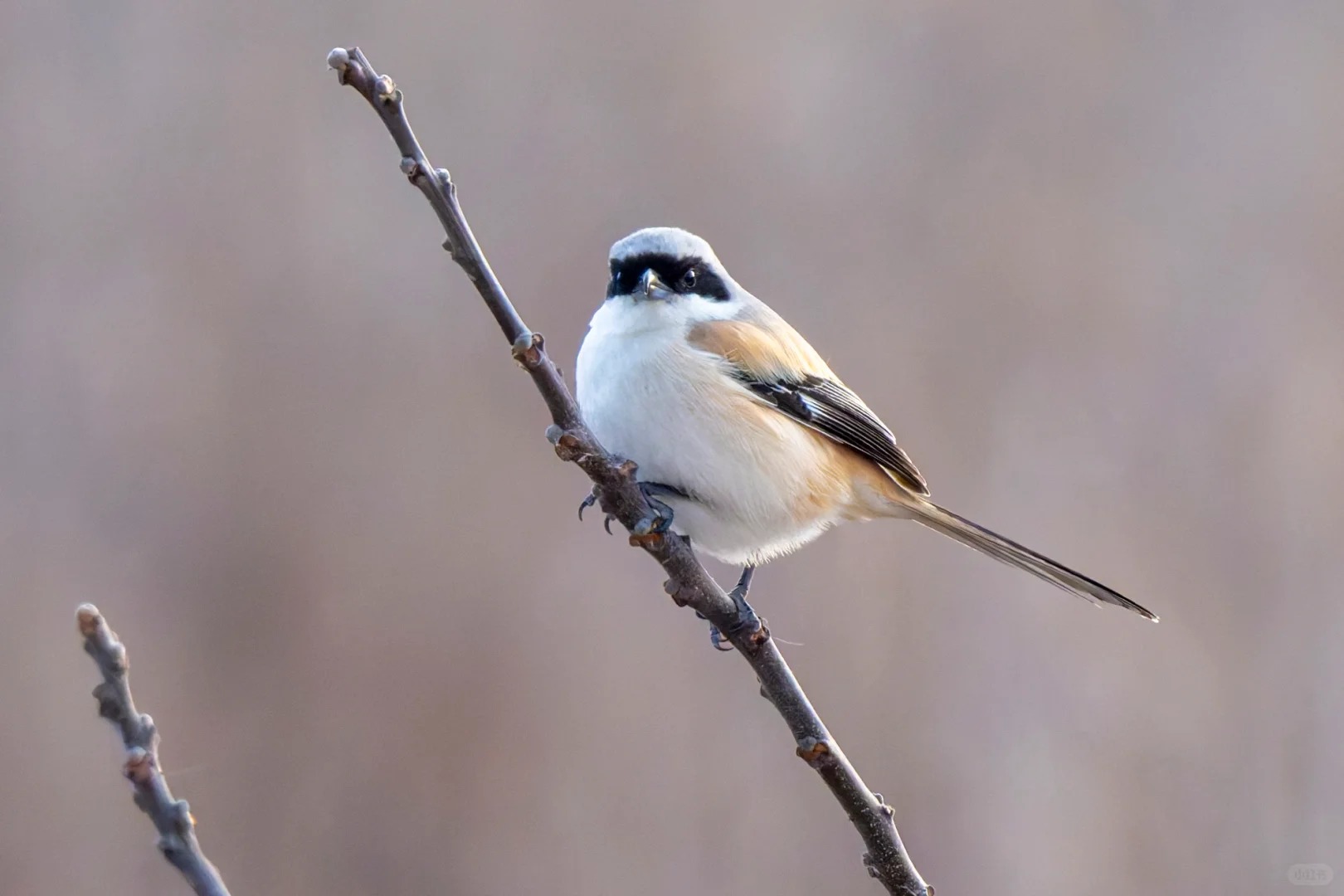 Long-tailed shrike perched on a branch.