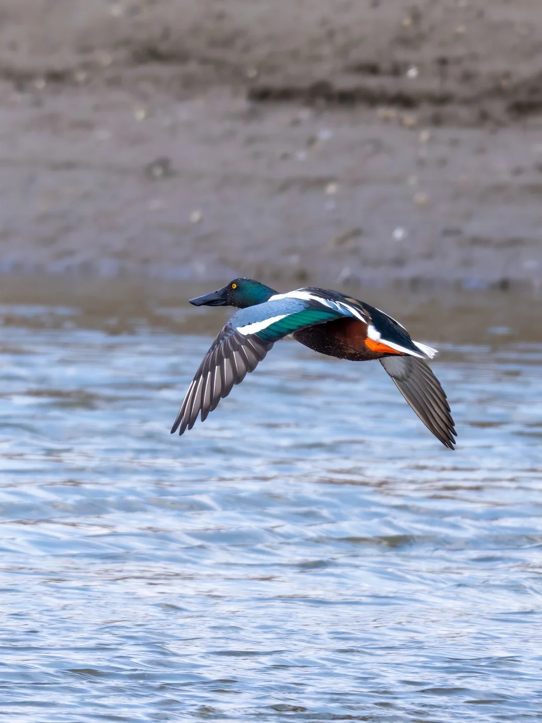 Northern shoveler flying low over water.