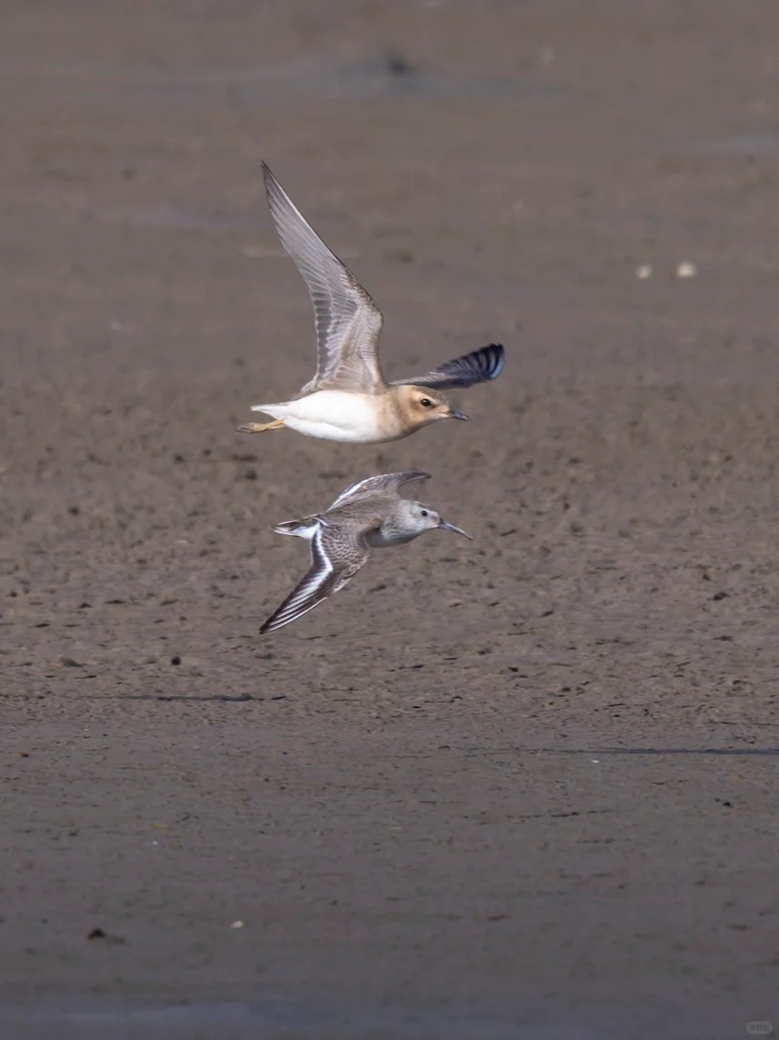 Oriental plovers flying low over mudflat.