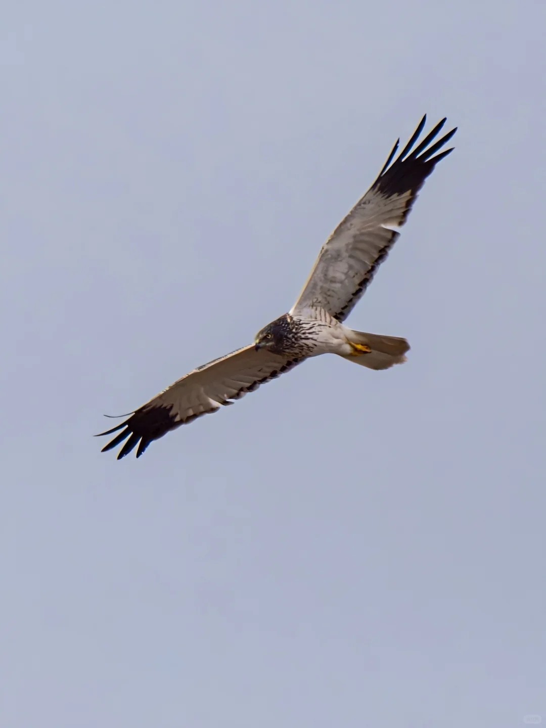 Pied harrier gliding through pale sky.