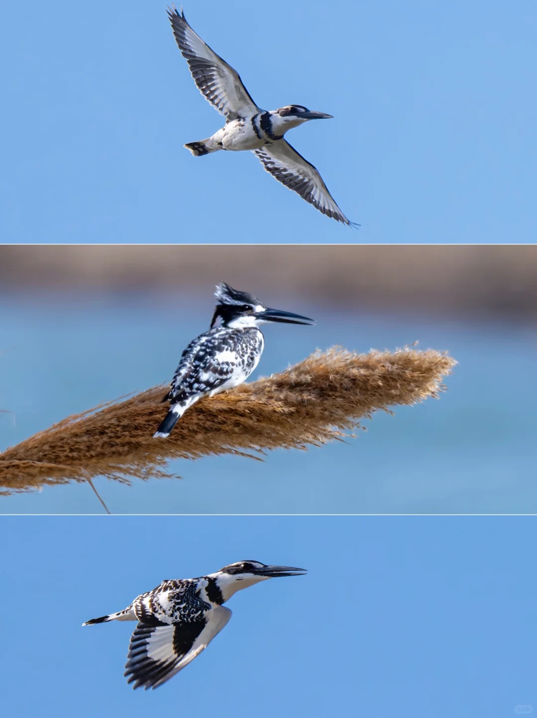 Pied kingfisher flying and perched near wetland water.