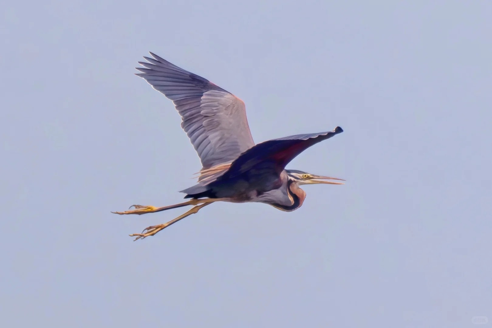 Purple heron flying through pale sky.
