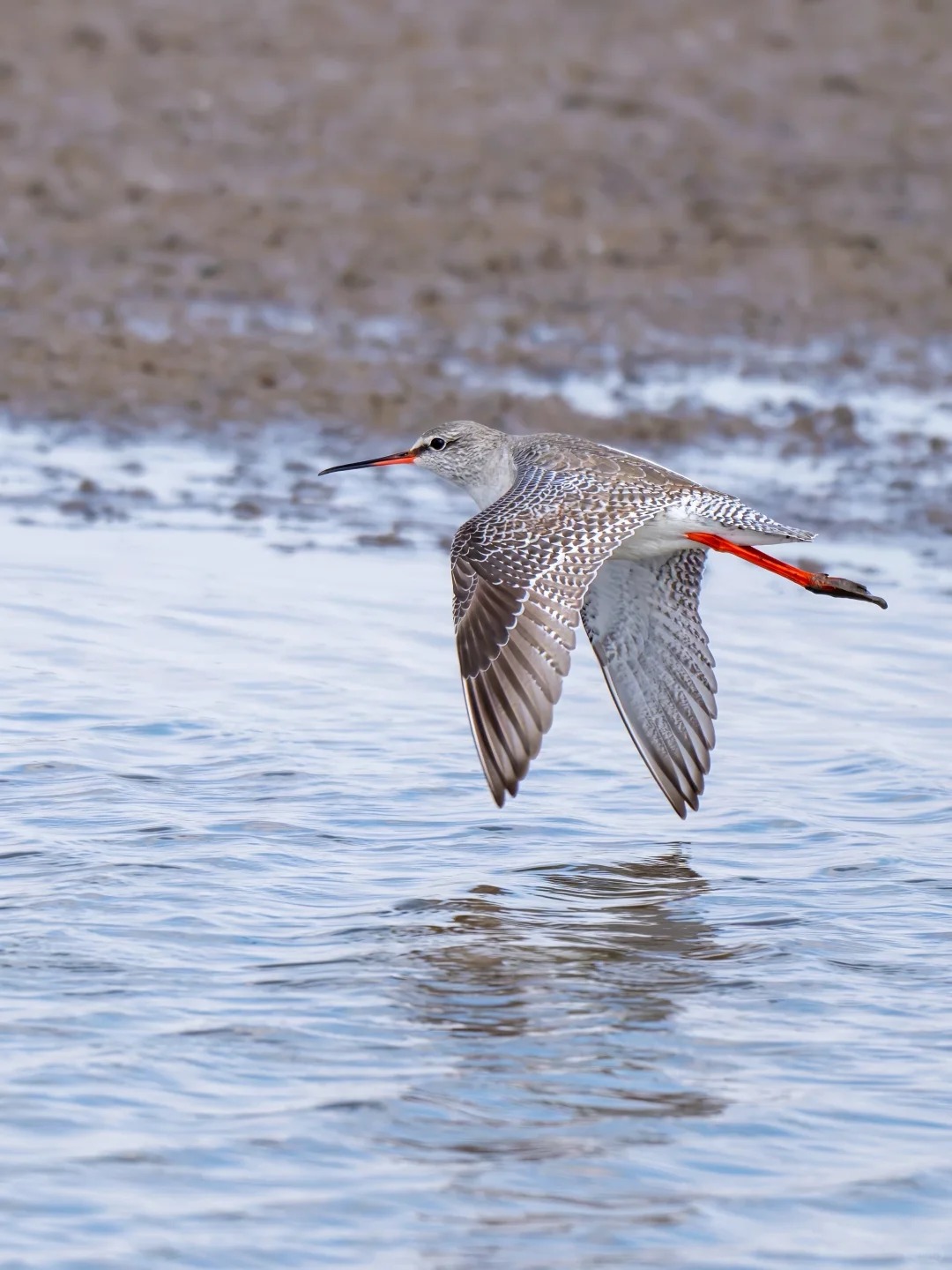 Spotted redshank flying over wetland water.