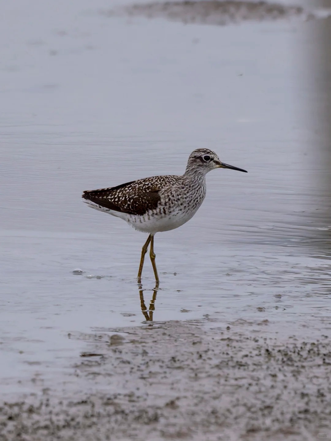 Wood sandpiper standing in shallow wetland water.